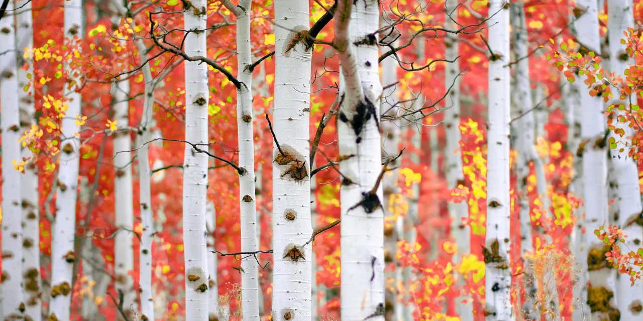 Autumn aspens mural
