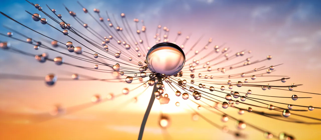 Water droplet flower sunset mural